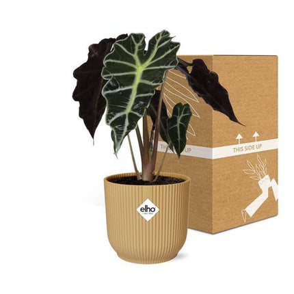 Pfeilblatt – Alocasia Polly – dekorative Zimmerpflanze mit großen tropischen Blättern – inkl. Topf Vibes Fold 14cm Gelb – pflegeleicht & luftreinigend