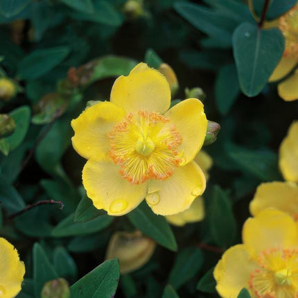 Hypericum calycinum – Großkelchiges Johanniskraut – ↕10-25cm – Ø9cm – 6 Pflanzen – Bodendecker & Blühpflanze – Pflegeleicht & sonnig
