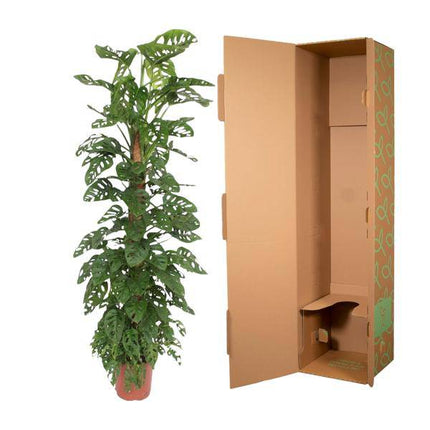 Fensterblatt – Monstera Monkey Leaf – Zimmerpflanze am Moosstock – ca. 180cm Höhe – Ø27cm – tropische Rankpflanze für Innenräume