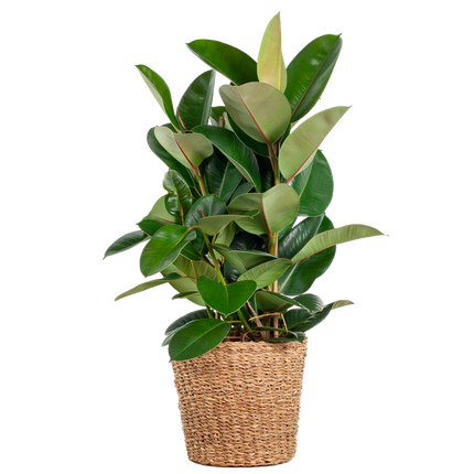 Ficus Elastica Robusta – Gummibaum – Zimmerpflanze – ca. 90 cm – Ø27 cm – In Pflanzkorb Torun – Pflegeleicht & dekorativ