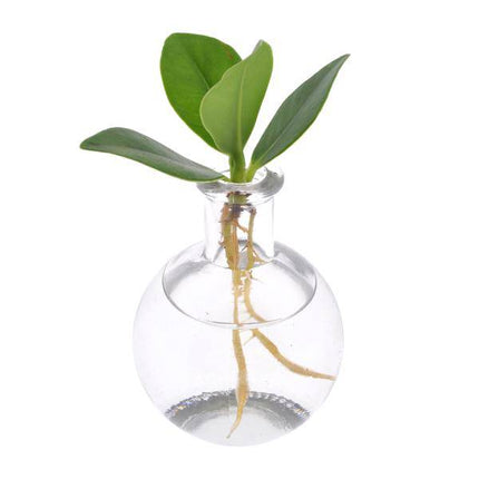 Clusia im Samoa Glas – Ø5cm – ↕10cm – dekorative Hydroponik-Zimmerpflanze mit Korkverschluss – pflegeleicht & modern