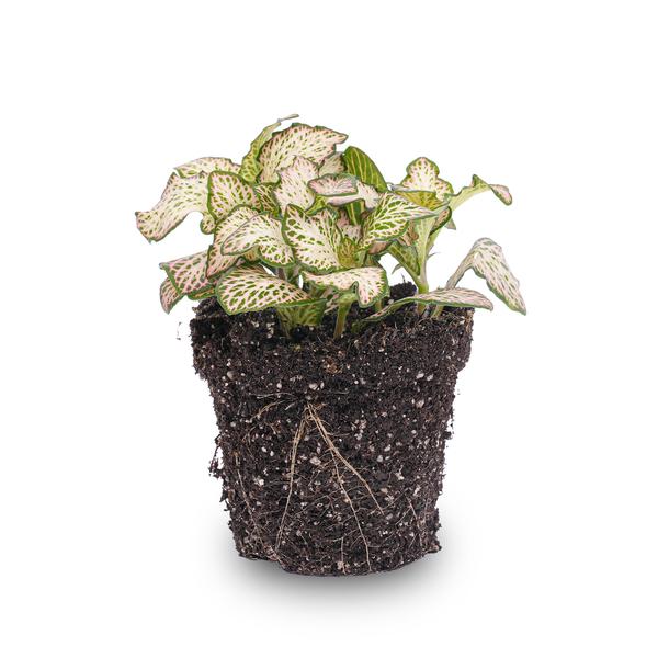 Fittonia Pink Tiger – Mosaikpflanze – Zimmerpflanze – Terrarienpflanze – Ø8,5 cm – Tropische Pflanze mit rosa, weißen & grünen Blättern – Helles Plätzchen ohne direkte Sonne
