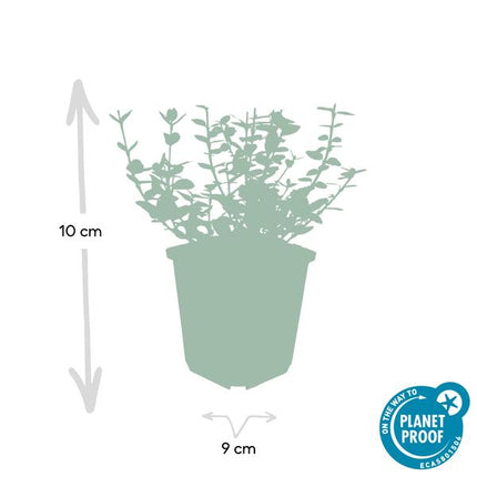 Spindelstrauch Euonymus fortunei 'Emerald 'n Gaiety' – 12 Pflanzen – ↕10-25cm – Ø9cm – Silberbunte Blätter – Bodendecker, Hecke & Solitär