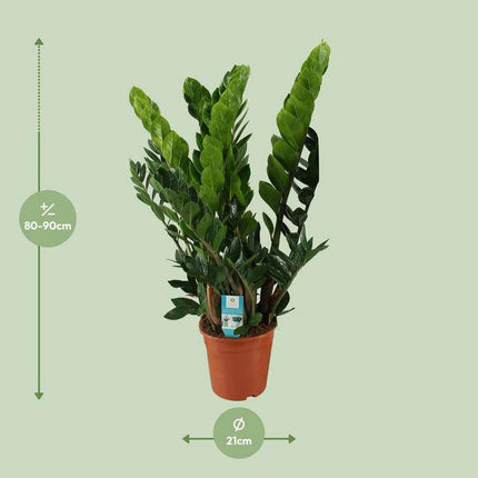 Glücksfeder Zamioculcas Zamiifolia Zimmerpflanze Ø21cm ↕80cm – pflegeleichte Grünpflanze für Wohnzimmer, Büro & helle Standorte kaufen