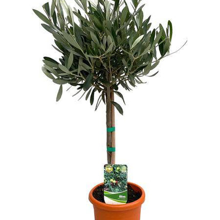 Olivenbaum Olea Europaea – Zimmerpflanze – Ø15cm – Höhe ca. 60cm – Mediterrane, pflegeleichte Grünpflanze – Für Wohn- und Büroräume