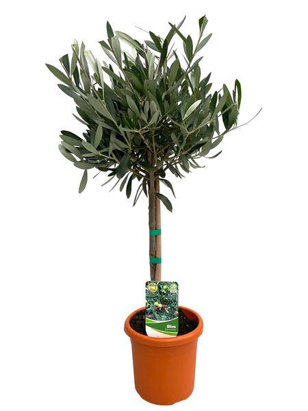 Olivenbaum Olea Europaea – Zimmerpflanze – Ø15cm – Höhe ca. 60cm – Mediterrane, pflegeleichte Grünpflanze – Für Wohn- und Büroräume