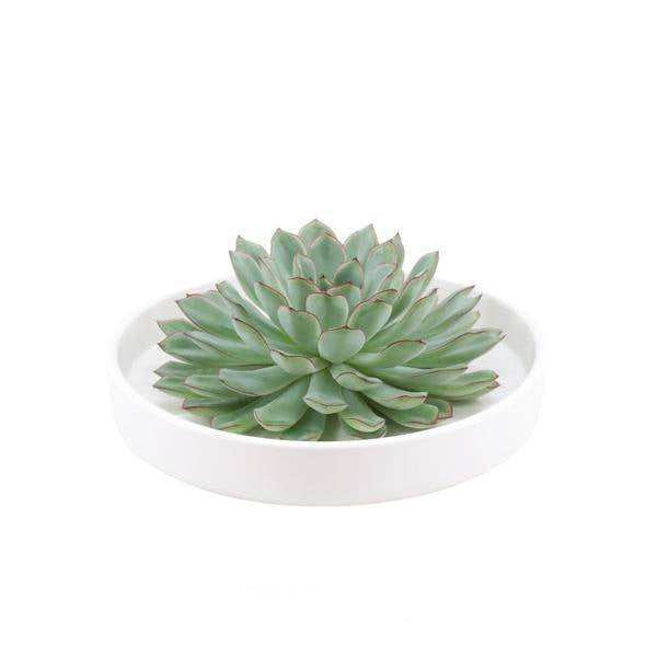 Sukkulente – Echeveria pulidonis Rootless – Ø20cm Schale Weiß – Zimmerpflanze ohne Wurzeln – Pflegeleichte Schnitt