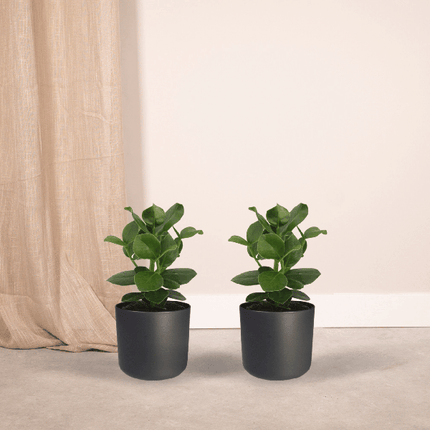Signaturbaum Clusia Princess Zimmerpflanze Ø12cm ↕15cm – pflegeleichte Grünpflanze für Wohnzimmer, Büro & helle Standorte kaufen