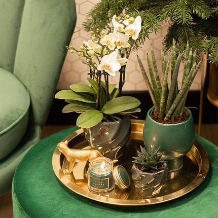 Sukkulente Haworthia Limifolia – Grüne Zimmerpflanze – Ø6cm – Pflegeleicht & Dekorativ – Perfekt für helle Standorte