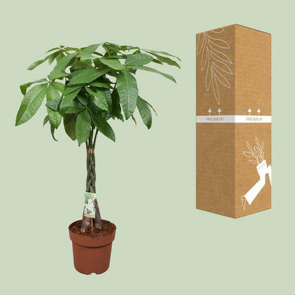 Glückskastanie – Pachira Aquatica – Ø24cm – 120cm hoch – Zimmerpflanze mit geflochtenem Stamm – Tropischer Geldbaum für Wohnzimmer, Büro & Wintergarten