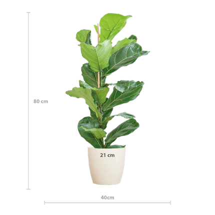 Ficus Lyrata – Geigen-Feige – Zimmerpflanze ↕80cm – Ø21cm – große Blätter – inklusive nachhaltigem Viber Topf Weiß – dekorative Grünpflanze für Zuhause und Büro