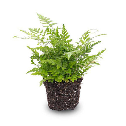 Farn – Athyrium spicatum – Terrarienpflanze – Kompakte Zimmerpflanze mit filigranen, grünen Wedeln – Ideal für Terrarium, Flaschengarten & feuchtigkeitsliebende Pflanzensets