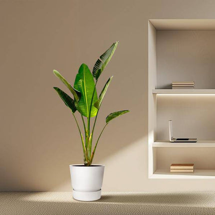 Baum – Strelitzie – Strelitzia Augusta – Weißer Paradiesvogel – Zimmerpflanze – 180cm – Ø30cm – Tropische Grünpflanze für Wohnzimmer und Büro