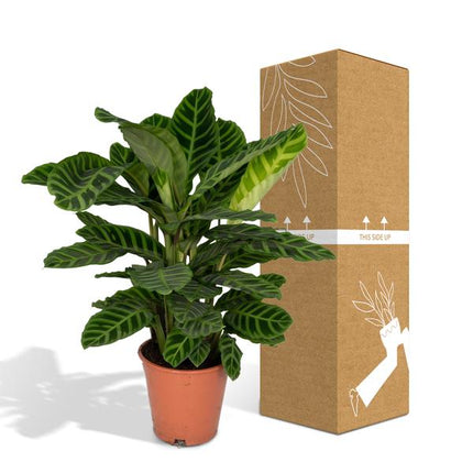 Calathea Zebrina – Pfauenpflanze – Zimmerpflanze – Ø19cm x ↕80cm – Tropische Blattpflanze mit Zebramuster – Luftreinigend & pflegeleicht – Für helle Innenräume
