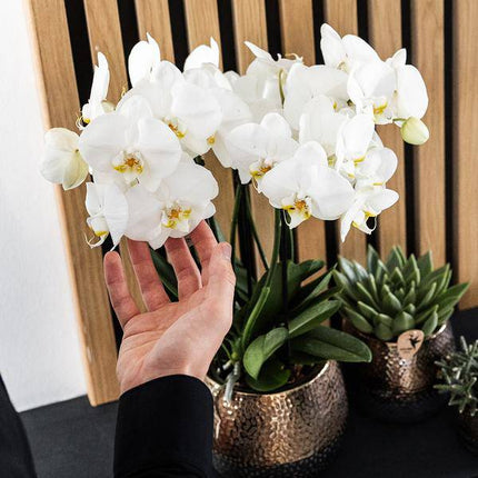 Keramik Blumentopf Kupfer – Pflanztopf Ø12cm – Übertopf glänzend für Zimmerpflanzen, Wohnzimmer, Küche, Büro & Innenräume