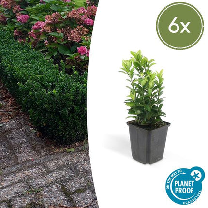 Japanischer Spindelstrauch Euonymus japonicus 'Grüne Spitze' – ↕10-25cm – Ø9cm – 6 Pflanzen – Immergrüner Strauch – Hecken, Beete & Solitär – Sonne & Schatten – Pflegeleicht