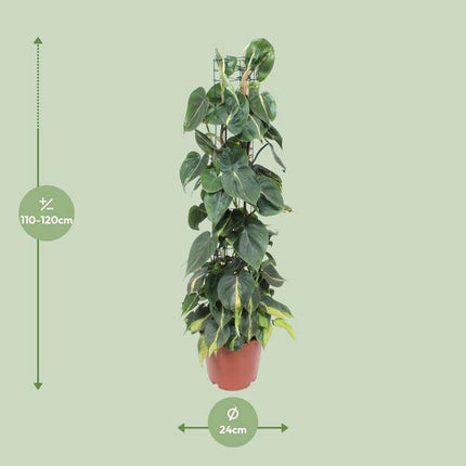 Philodendron Scandens Brasil – Baumfreund – Zimmerpflanze – Ø24cm – ↕120cm – Herzblattpflanze mit grün-gelben Blättern – pflegeleicht & luftreinigend – tropische Hängepflanze für Zuhause & Büro