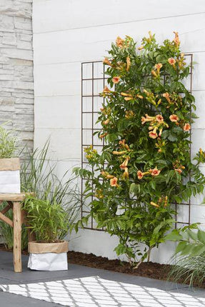 Trompetenblume Orange – Campsis ‘Indian Summer’ – Ø15cm – ca. 65cm hoch – Winterharte Kletterpflanze mit leuchtend orangefarbenen Blüten – Für Zaun, Pergola & Rankhilfe