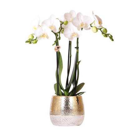 Phalaenopsis Orchidee Weiß Amabilis – Ø9cm – ca. 40cm hoch – Blühende Zimmerpflanze im goldenen Elite-Topf – 2–3 Zweige – Elegantes Orchideen-Arrangement für Wohnzimmer & Büro