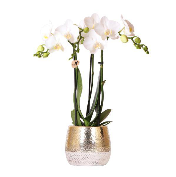 Phalaenopsis Orchidee Weiß Amabilis – Ø9cm – ca. 40cm hoch – Blühende Zimmerpflanze im goldenen Elite-Topf – 2–3 Zweige – Elegantes Orchideen-Arrangement für Wohnzimmer & Büro