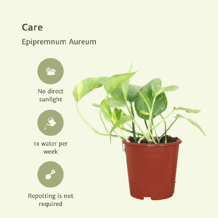 Efeutute Epipremnum aureum Scindapsus Zimmerpflanze Ø12cm ↕20cm – pflegeleichte Grünpflanze für Wohnzimmer, Büro & helle Standorte kaufen