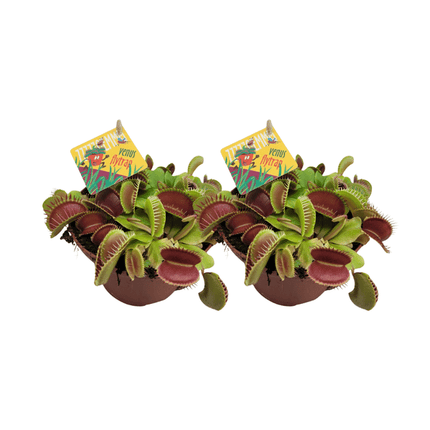 Dionaea Muscipula – Venusfliegenfalle – fleischfressende Pflanze – 2 Zimmerpflanzen – Ø12cm – ↕12cm Höhe