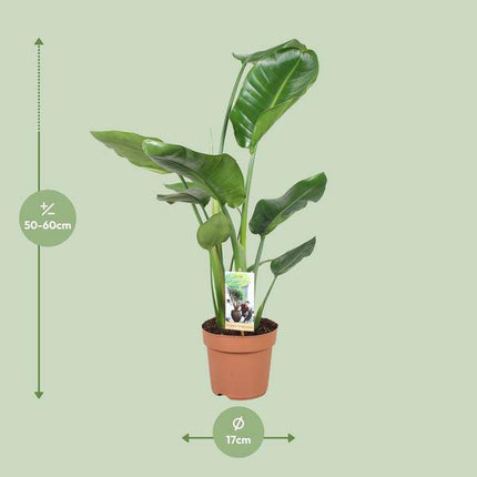 Baum – Strelitzie – Strelitzia Nicolai – Riesenweiße Paradiesvogelblume – tropische Zimmerpflanze – pflegeleicht & dekorativ – Ø17cm – ca. 60cm hoch