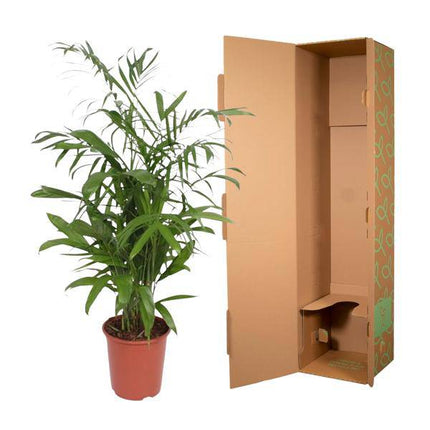 Bambuspalme Chamaedorea Seifrizii Zimmerpflanze Ø27cm ↕140cm – tropische Grünpflanze für Wohnzimmer, Büro & helle Standorte kaufen