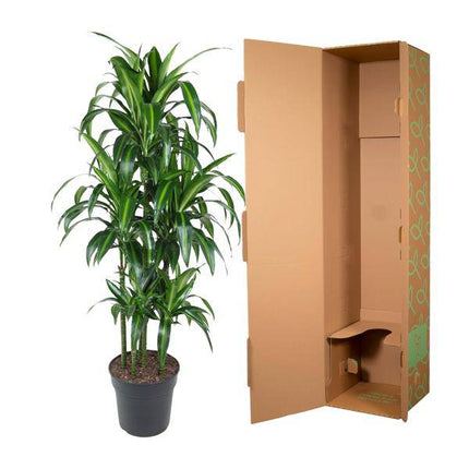 Drachenbaum – Dracaena Hawaiiana Karussell 150cm – Ø31cm – Zimmerpflanze mit langen glänzenden Blättern – Elegante pflegeleichte Grünpflanze für Wohnzimmer, Büro & Wintergarten