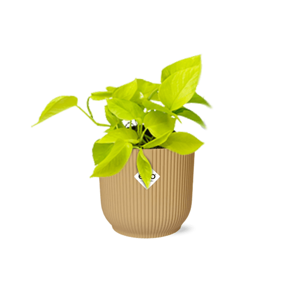 Efeutute Epipremnum Pinnatum Golden Pothos – Zimmerpflanze im dekorativen Topf Vibes Fold 14cm Gelb – pflegeleichte Kletter- & Hängepflanze mit luftreinigenden Eigenschaften