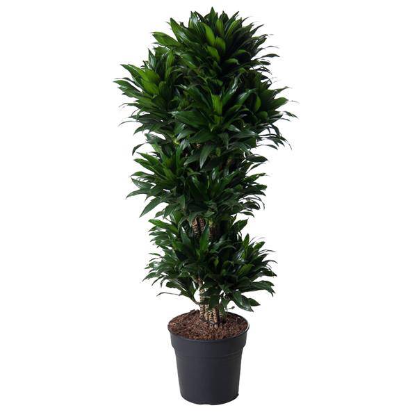 Drachenbaum – Dracaena Compacta 140cm – Ø31cm – Zimmerpflanze mit dunkelgrünen glänzenden Blättern – Elegante pflegeleichte Grünpflanze für Wohnzimmer, Büro & Wintergarten