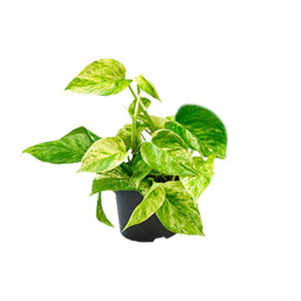 Efeutute Marble Queen – Epipremnum Scindapsus – Ø12cm x H20cm – Pflegeleichte Kletter- & Hängepflanze – Luftreinigend – Für helle bis halbschattige Räume – Im Pflanztopf