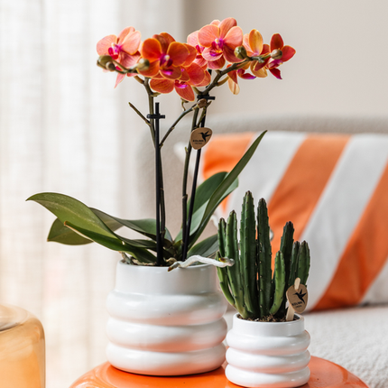 Aasblume – Stapelia – Zimmerpflanze –  Ø6cm – Exotische & pflegeleichte Sukkulente – Seltene Kaktusart für Wohnzimmer, Büro & Pflanzenliebhaber