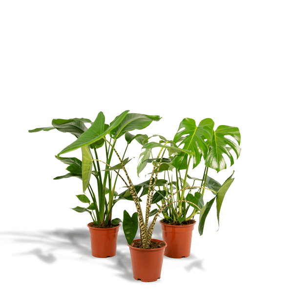 Zimmerpflanzen Set – Monstera Deliciosa Ø21cm ↕75cm + Alocasia Zebrina Ø19cm ↕75cm + Strelitzia Nicolai Ø19cm ↕85cm – Tropisches Pflanzenset – Luftreinigende Grünpflanzen für Wohnzimmer, Büro & Wintergarten