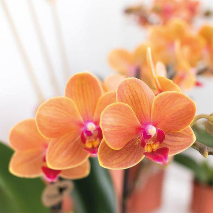 Phalaenopsis Orchidee „Mineral Bolzano“ – Orange – Ø9cm – Blühende Zimmerpflanze mit 2–3 Zweigen – Leuchtender Farbakzent