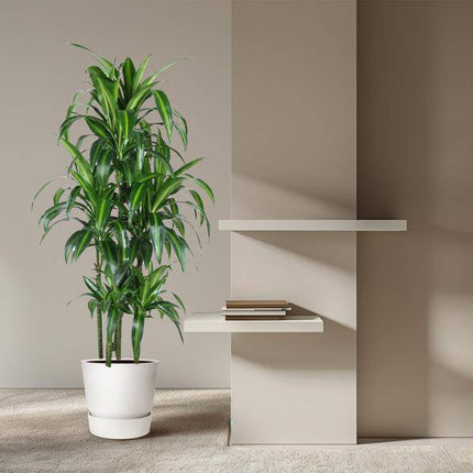 Drachenbaum – Dracaena Hawaiiana Karussell 150cm – Ø31cm – Zimmerpflanze mit langen glänzenden Blättern – Elegante pflegeleichte Grünpflanze für Wohnzimmer, Büro & Wintergarten