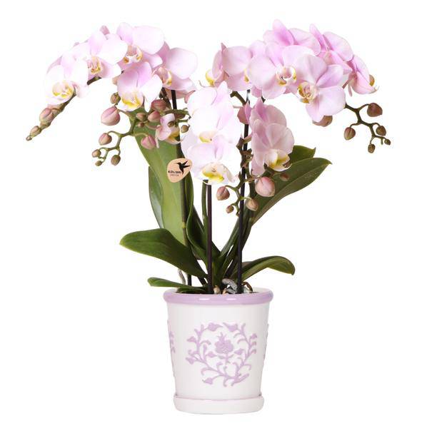 Phalaenopsis Orchidee Portugal Rosa – Zimmerpflanze Ø9cm – elegante Orchidee im Keramiktopf Malaga Rosa – dekorative Blühpflanze für Wohnzimmer & Büro