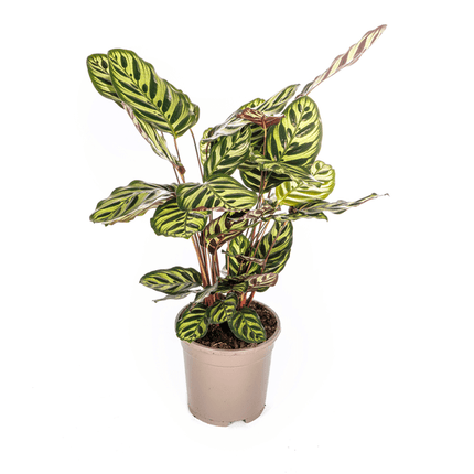 Calathea Makoyana Pfauen – Korbmaranthe – Zimmerpflanze Ø17cm – ca. 40-50cm hoch – Dekorative Blätter mit roter Unterseite