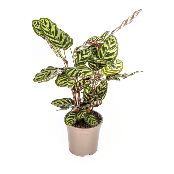 Calathea Makoyana Pfauen – Korbmaranthe – Zimmerpflanze Ø17cm – ca. 40-50cm hoch – Dekorative Blätter mit roter Unterseite