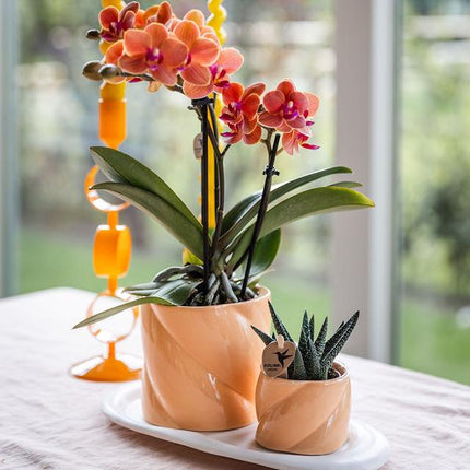 Candy Blumentopf Pfirsich Ø9cm – Dekorativer Keramiktopf in moderner runder Form – Pflanzentopf für Orchideen, Sukkulenten & Grünpflanzen – Stilvolle Blumendeko für Wohnzimmer, Küche & Büro