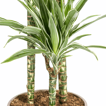 Dracaena Deremensis White Stripe – Drachenbaum – Ø24cm – ↕130-150cm – Elegante Zimmerpflanze mit weißen Blattstreifen – Pflegeleicht & luftreinigend