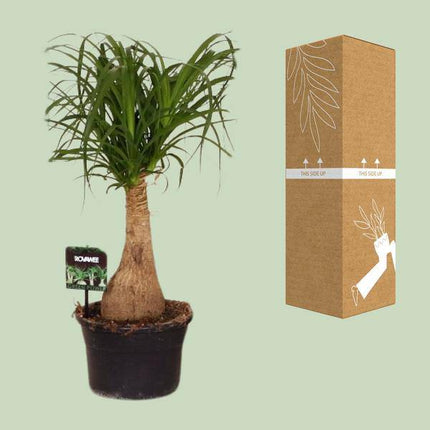 Elefantenfuß Beaucarnea Nolina – Ø19cm – ↕60cm – Pflegeleichte Zimmerpflanze mit luftreinigenden Eigenschaften – Exotische Grünpflanze für Wohnzimmer, Büro & Wintergarten