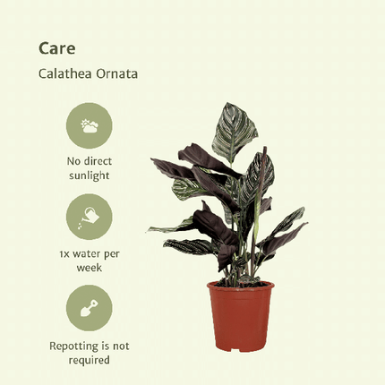Pfauenpflanze – Calathea Ornata – 2 Pflanzen– tropische Zimmerpflanze – Ø14cm – ↕50cm – dekorative Grünpflanze für halbschattige Standorte