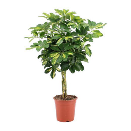 Strahlenaralie Schefflera Arboricola Zimmerpflanze Ø19cm ↕75cm – pflegeleichte Grünpflanze für Wohnzimmer, Büro & helle Standorte kaufen