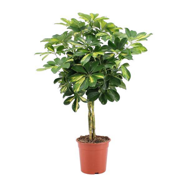 Strahlenaralie Schefflera Arboricola Zimmerpflanze Ø19cm ↕75cm – pflegeleichte Grünpflanze für Wohnzimmer, Büro & helle Standorte kaufen