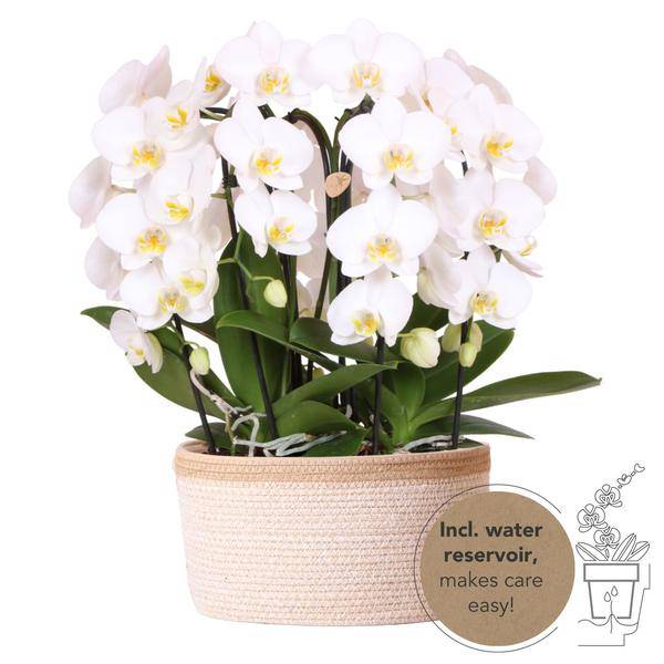 Orchideen – Set Weiß im Baumwollkorb Zimmerpflanze Ø12cm – blühende Orchidee für Wohnzimmer, Büro & helle Standorte kaufen