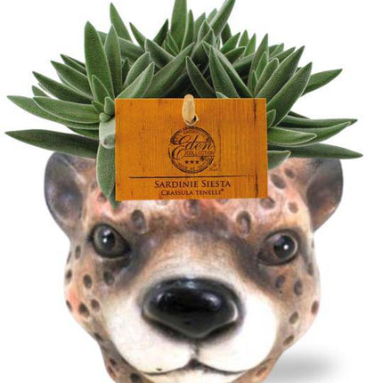 Crassula Tenelli – Sukkulente – Zimmerpflanze – Ø11cm – ca. 15cm hoch – In Keramiktopf Leopard Braun Ø12x9,5cm – Pflegeleicht & dekorativ