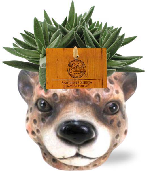 Crassula Tenelli – Sukkulente – Zimmerpflanze – Ø11cm – ca. 15cm hoch – In Keramiktopf Leopard Braun Ø12x9,5cm – Pflegeleicht & dekorativ