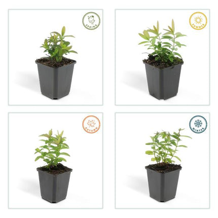 Großkelchiges Johanniskraut Hypericum calycinum – 20 Pflanzen – Bodendecker Staude – ↕10-25cm – Ø9cm – pflegeleicht & sonnentolerant