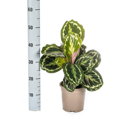 Calathea Medallion – Korbmarante – Ø17cm – ↕40-50cm – Exotische Zimmerpflanze mit dekorativen Blättern – Pflegeleicht & luftreinigend – Für Wohnräume & Büro